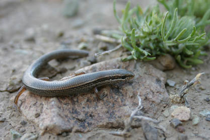 Asian snake-eyed skink